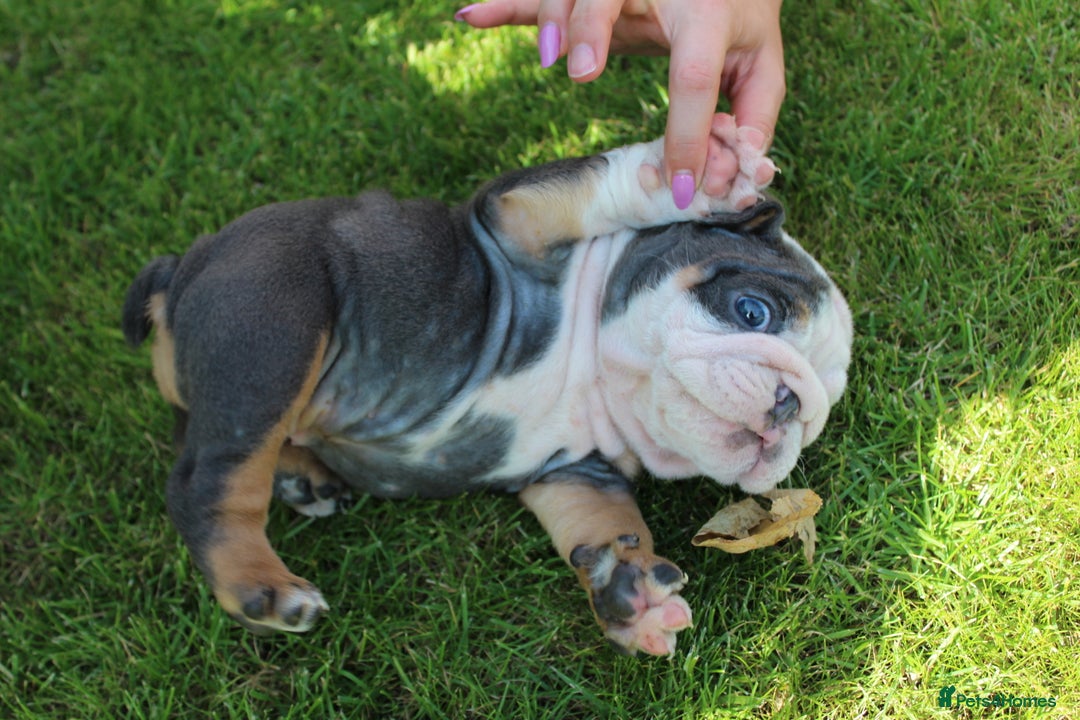 English Bulldog dogs for sale: *REDUCED* English Bulldog Puppies - Image 15