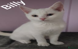 British Shorthair cats for sale: *READY*RARE PURE WHITE BSH TICA PEDIGREE KITTENS - Image 4