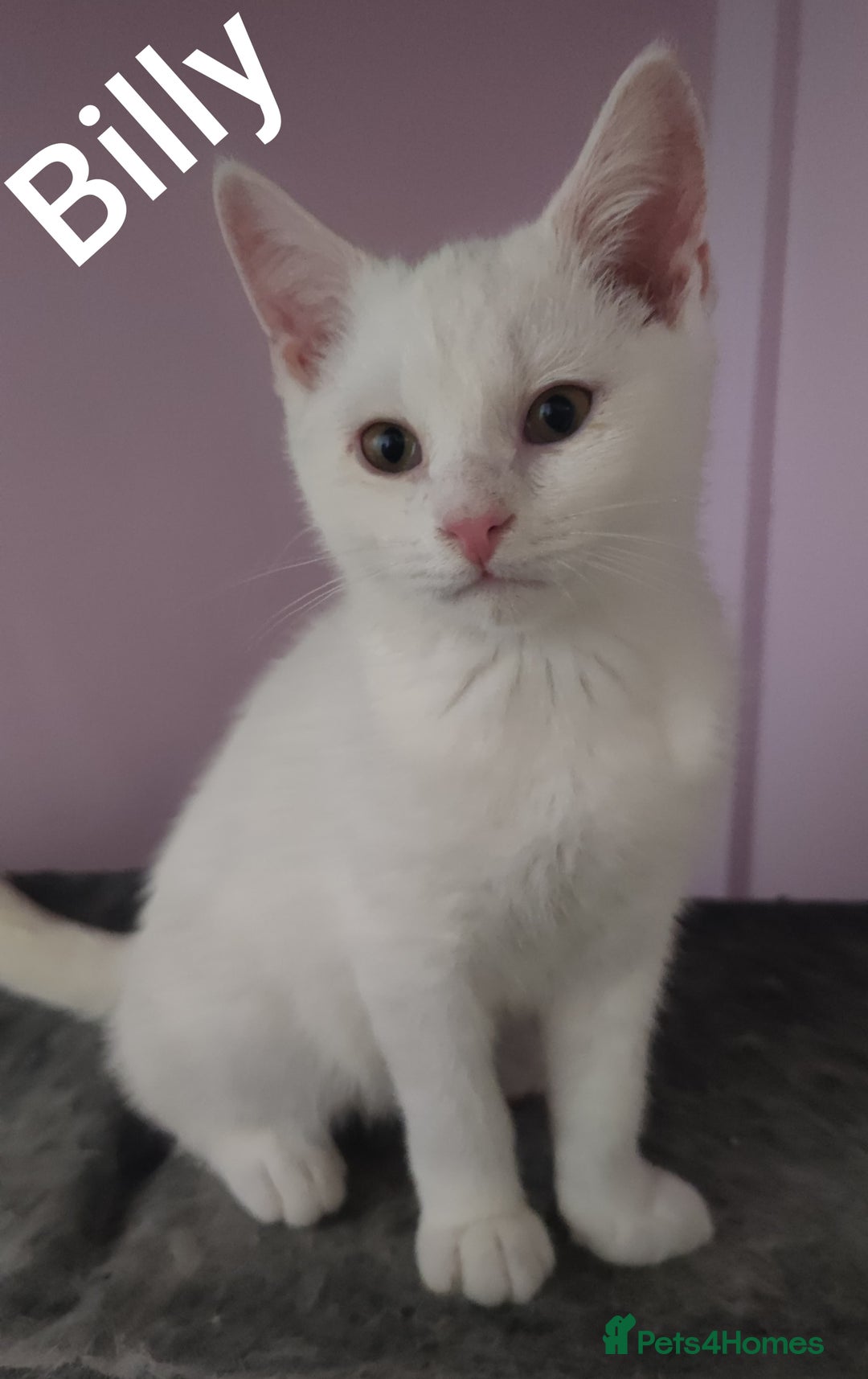 British Shorthair cats for sale: *READY*RARE PURE WHITE BSH TICA PEDIGREE KITTENS - Image 4