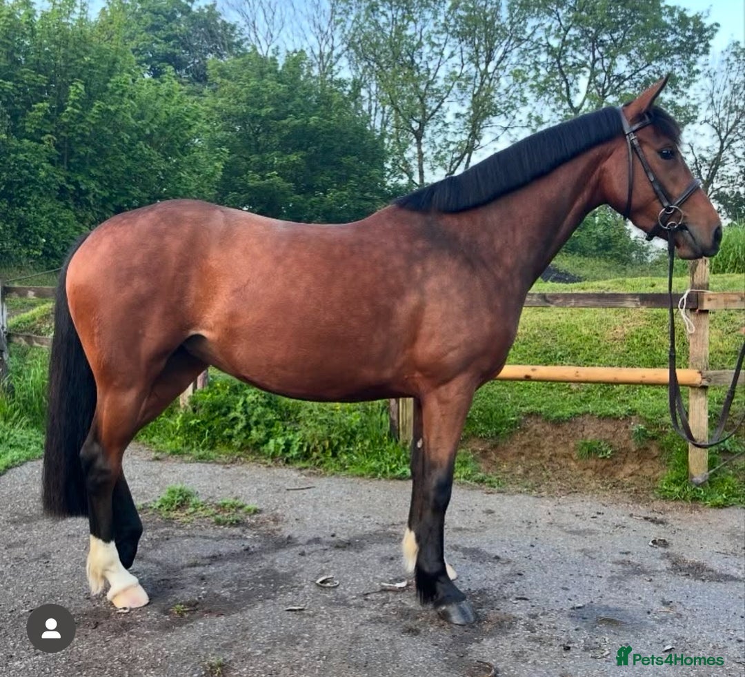 Welsh Section D horses for sale: Beautiful Welsh partbred mare  - Image 4