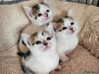 Mixed Breed cats Calico kittens - Advert 1