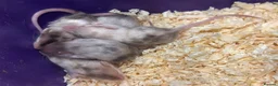 Mouse rodents for sale: Male and female fancy mice  - Advert 5