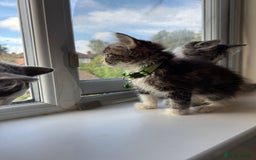 Mixed Breed cats for sale: Adorable Ragdoll and Norwegian Forest Kittens - Image 18