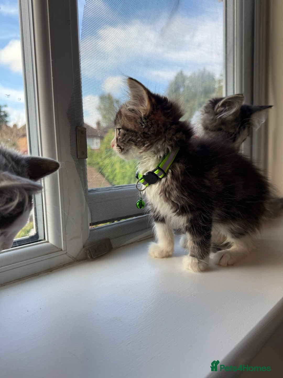 Mixed Breed cats for sale: Adorable Ragdoll and Norwegian Forest Kittens - Image 18