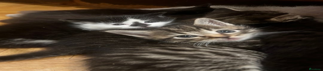 Mixed Breed Kitten 6