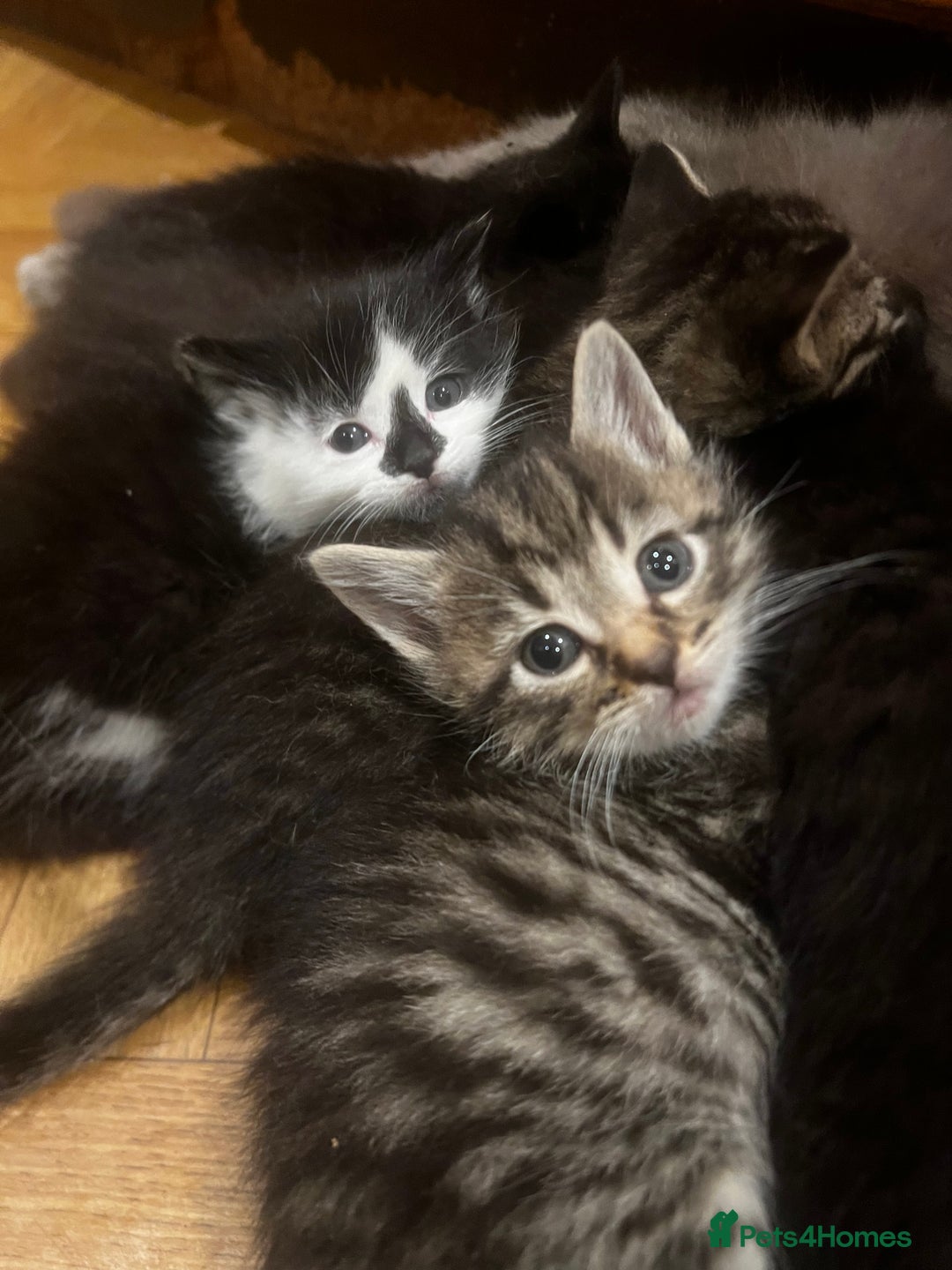 Mixed Breed cats for sale: Adorable Kittens Ready to Leave soon - Advert 16