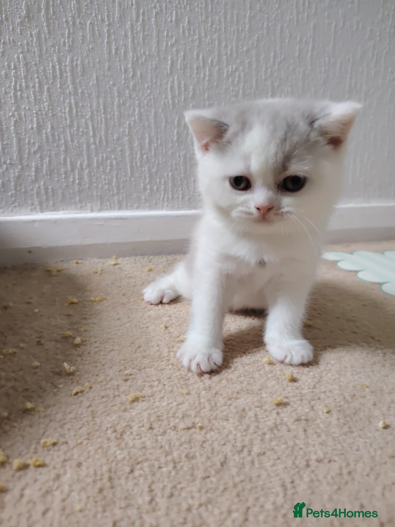 British Shorthair cats Premium Quality BSH for Sale 🐾 - Advert 4