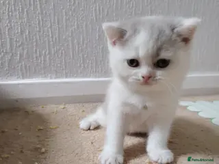 British Shorthair cats Premium Quality BSH for Sale 🐾 - Advert 4