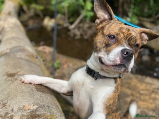 Staffordshire Bull Terrier dogs 6 staffy x pups - Advert 12