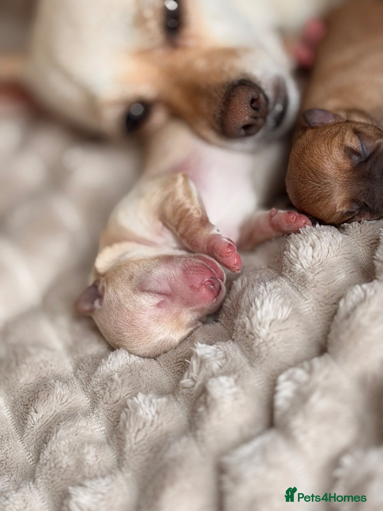 Chihuahua Puppy 1