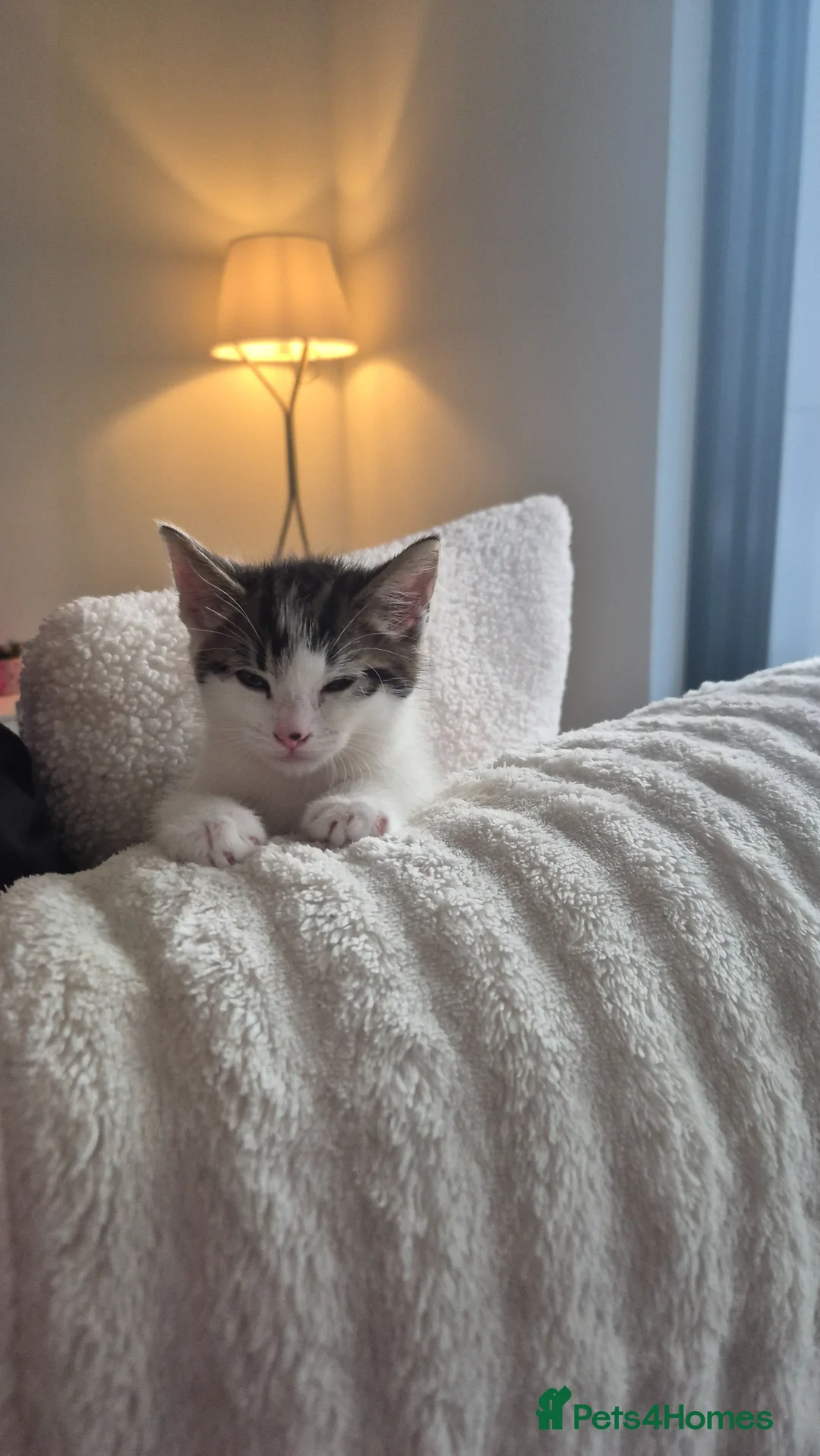 Mixed Breed cats for sale: Female kitten  - Advert 7