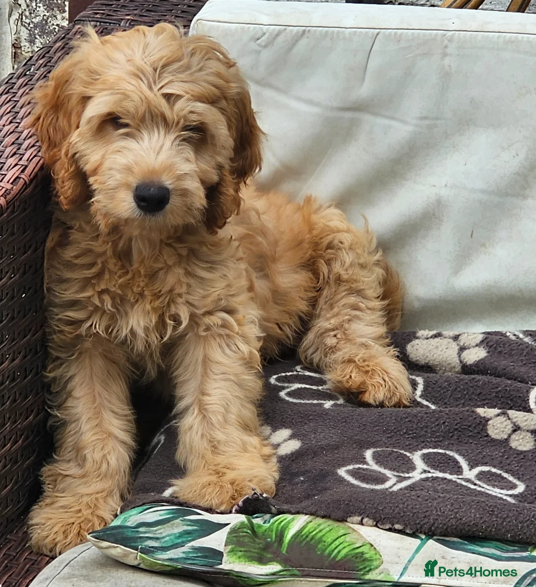Cockapoo dogs for sale: Gorgeous Cockapoo pups - Ready now!!! - Advert 1