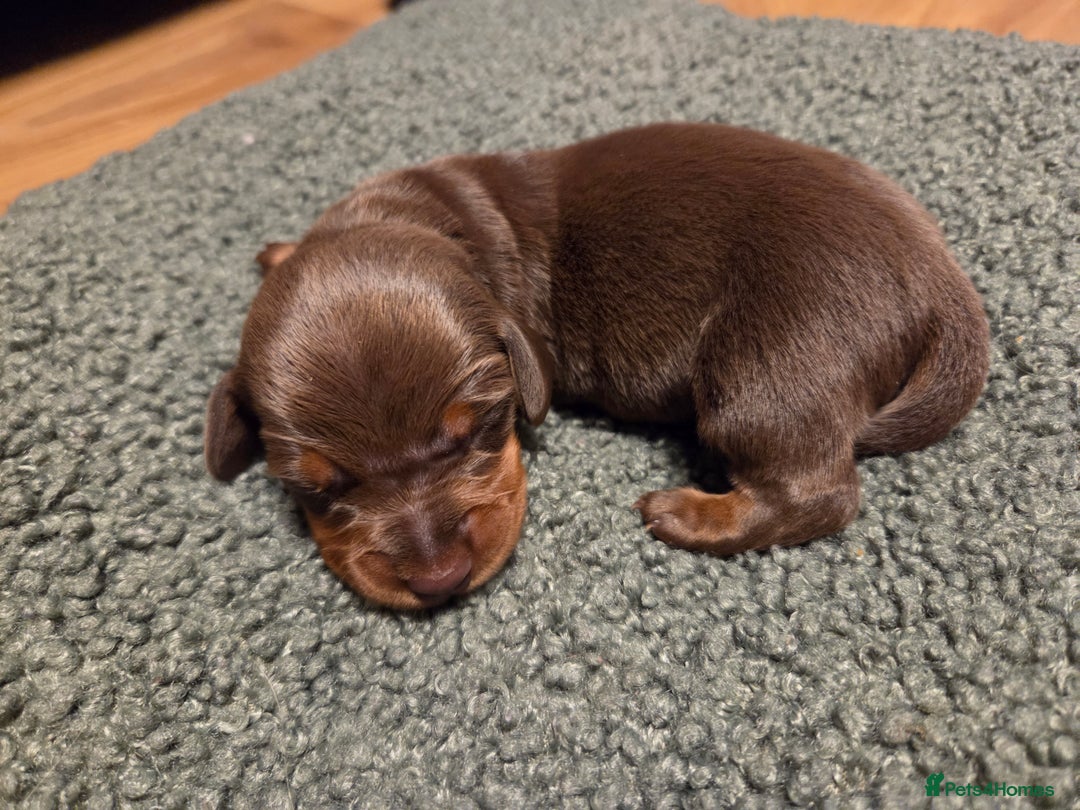 Miniature Dachshund dogs for sale:  Precious Miniature Dachshund Puppies   - Advert 12