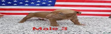 American Bull Staffy 3