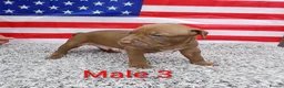 American Bull Staffy dogs for sale: American bull - Advert 37