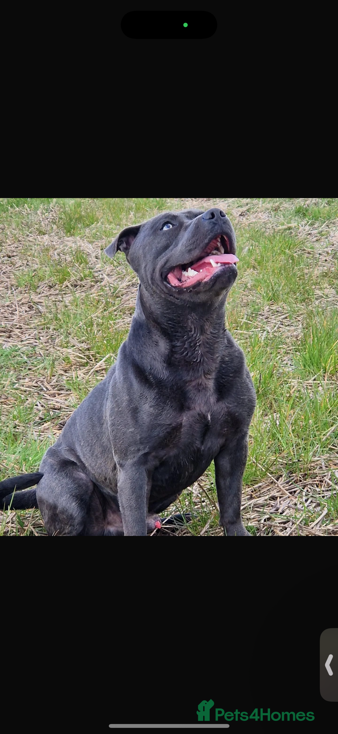 Staffordshire Bull Terrier dogs for sale: Staffordshire bull terrier puppies   - Advert 7