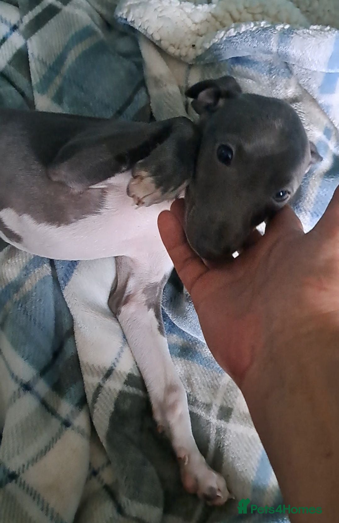 Italian Greyhound dogs KC registered Italian greyhound puppies 1 boy left - Advert 2