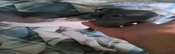 Italian Greyhound dogs for sale: KC registered Italian greyhound puppies 1 boy left - Advert 2