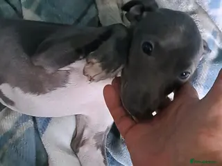 Italian Greyhound dogs KC registered Italian greyhound puppies 1 boy left - Advert 1