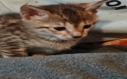 Savannah cats for sale: Gorgeous girl F4 Savannah  - Image 5