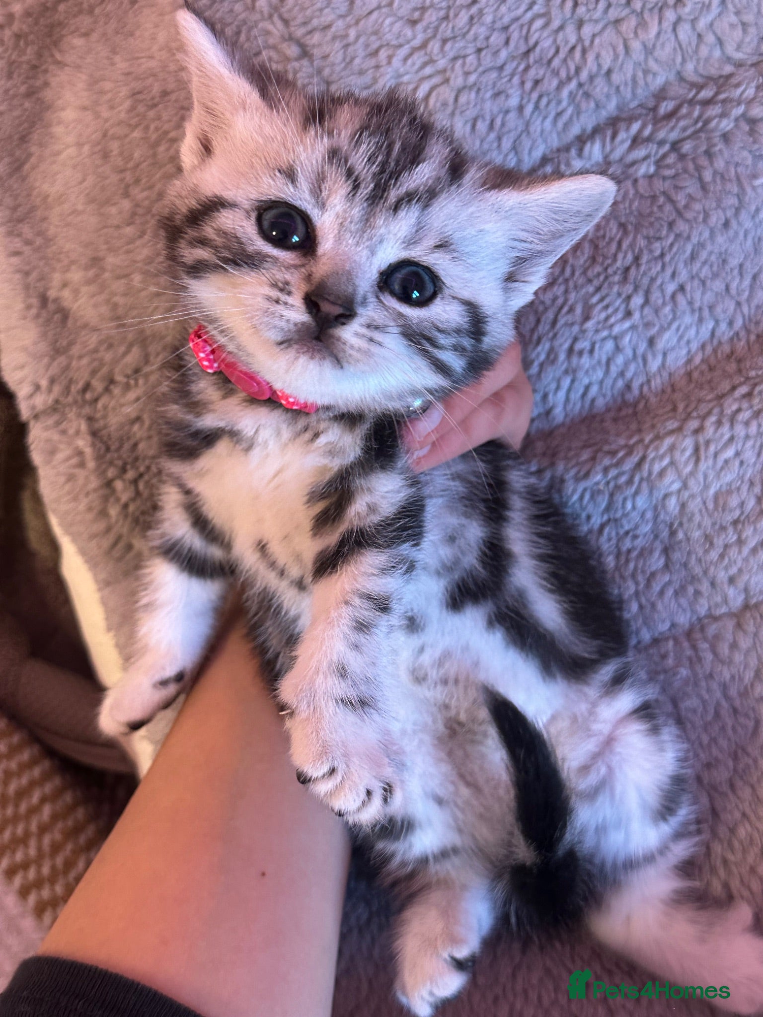 British Shorthair cats GCCF Rare Show Quality BSH Silver Tabby Kittens  - Advert 2