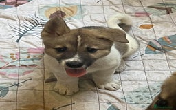 Akita dogs for sale: Ready Now! American Akita Puppies in Liverpool - Image 22