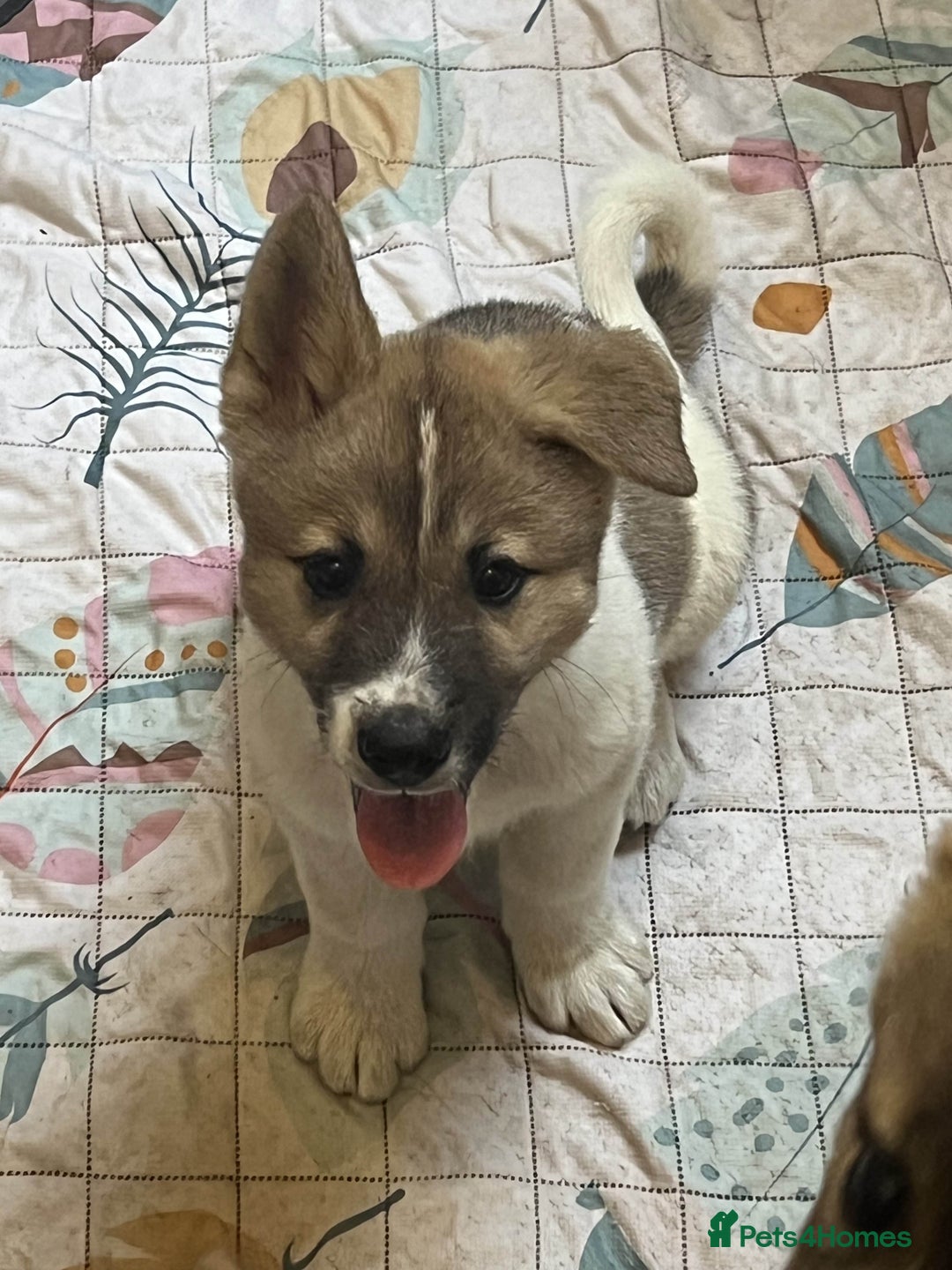 Akita dogs for sale: Ready Now! American Akita Puppies in Liverpool - Image 22