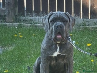 Cane Corso dogs Monty-7 months Old cane corso - Advert 5