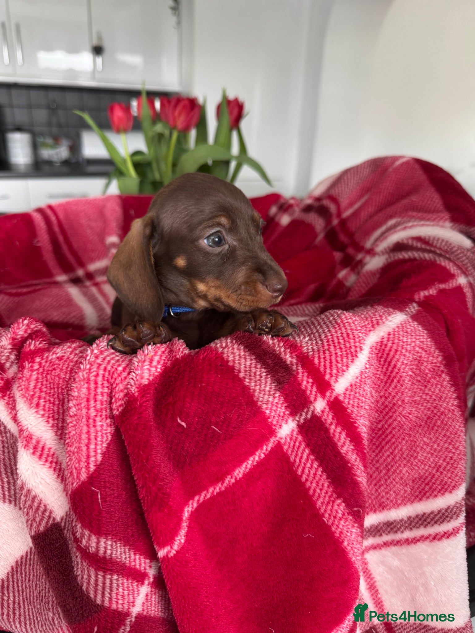 Miniature Dachshund dogs Miniature dachshunds  - Advert 1