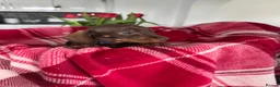 Miniature Dachshund dogs for sale: Miniature dachshunds  - Advert 13