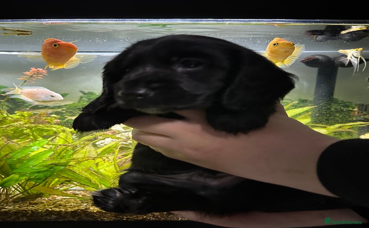 Cockapoo dogs - Advert 4