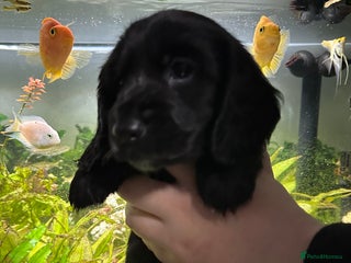 Cockapoo dogs - Advert 9