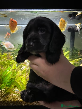 Cockapoo dogs - Advert 14