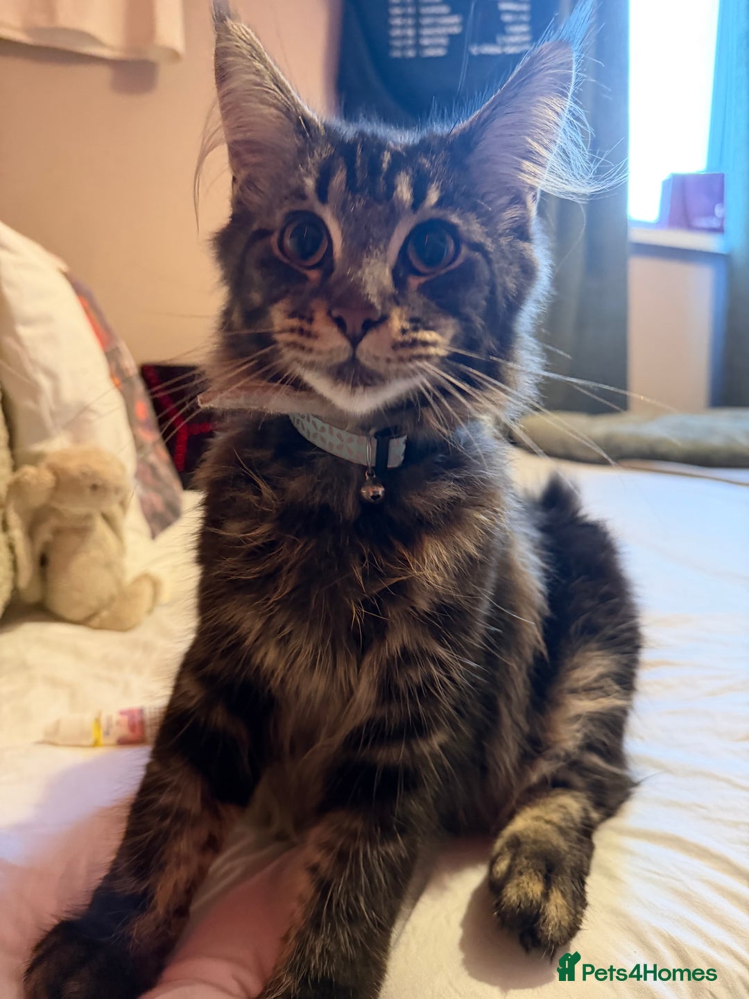 Maine Coon cats for sale: 6 Month Old Maine Coon. - Advert 4