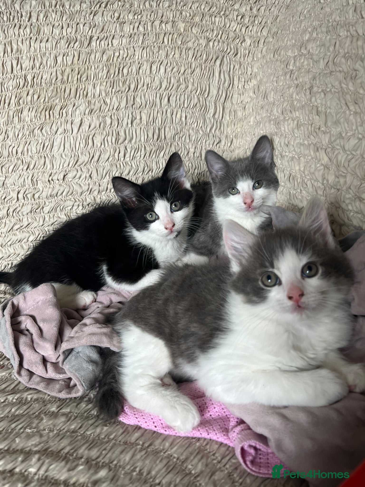 Mixed Breed cats 3 Male tabby kittens  - Advert 4
