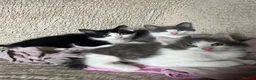 Mixed Breed cats for sale: 3 Male tabby kittens  - Advert 1