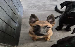 Mixed Breed dogs for sale: Belgian malinois x Labrador puppies  in Kettering - Image 3