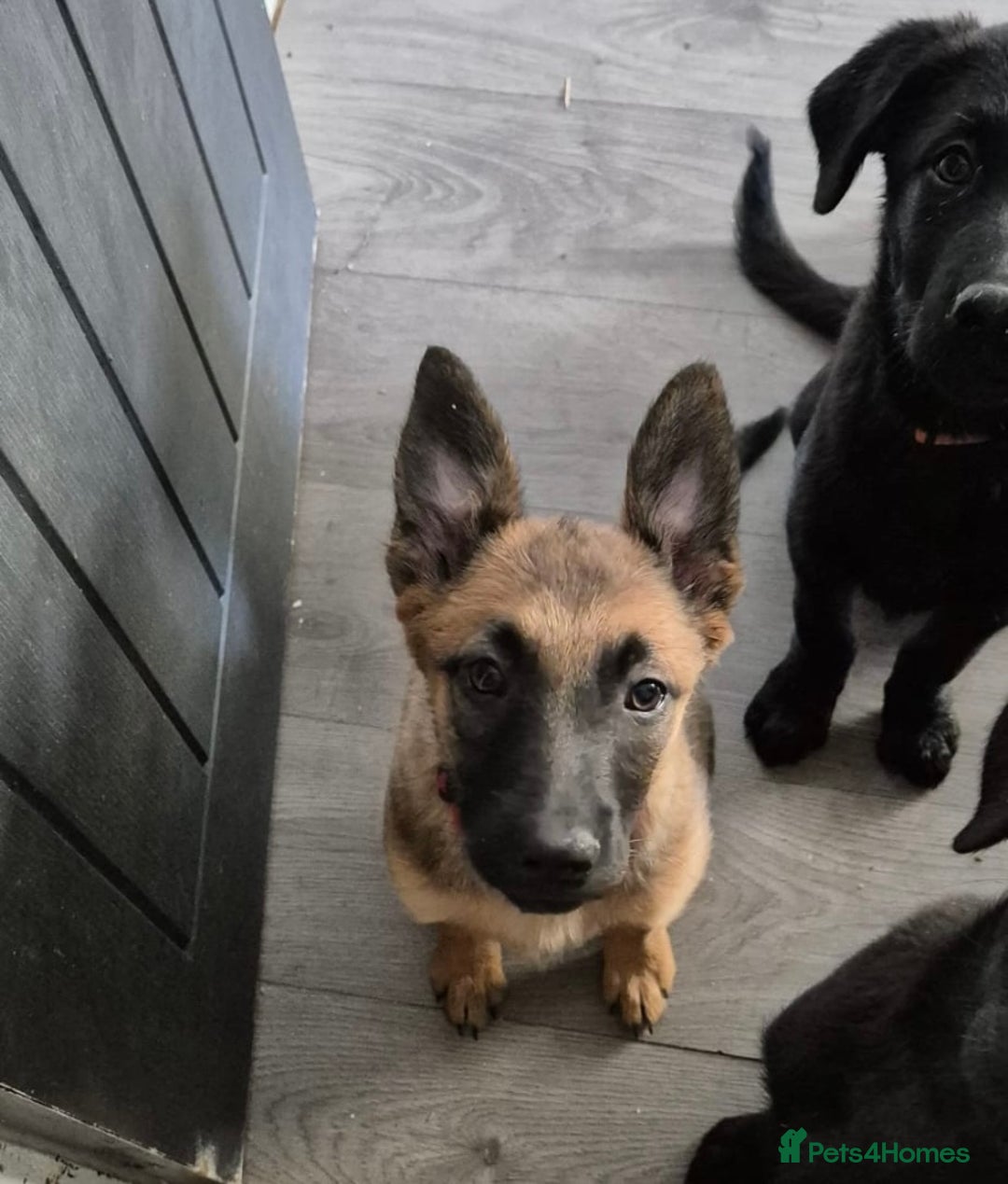 Mixed Breed dogs for sale: Belgian malinois x Labrador puppies  in Kettering - Image 3