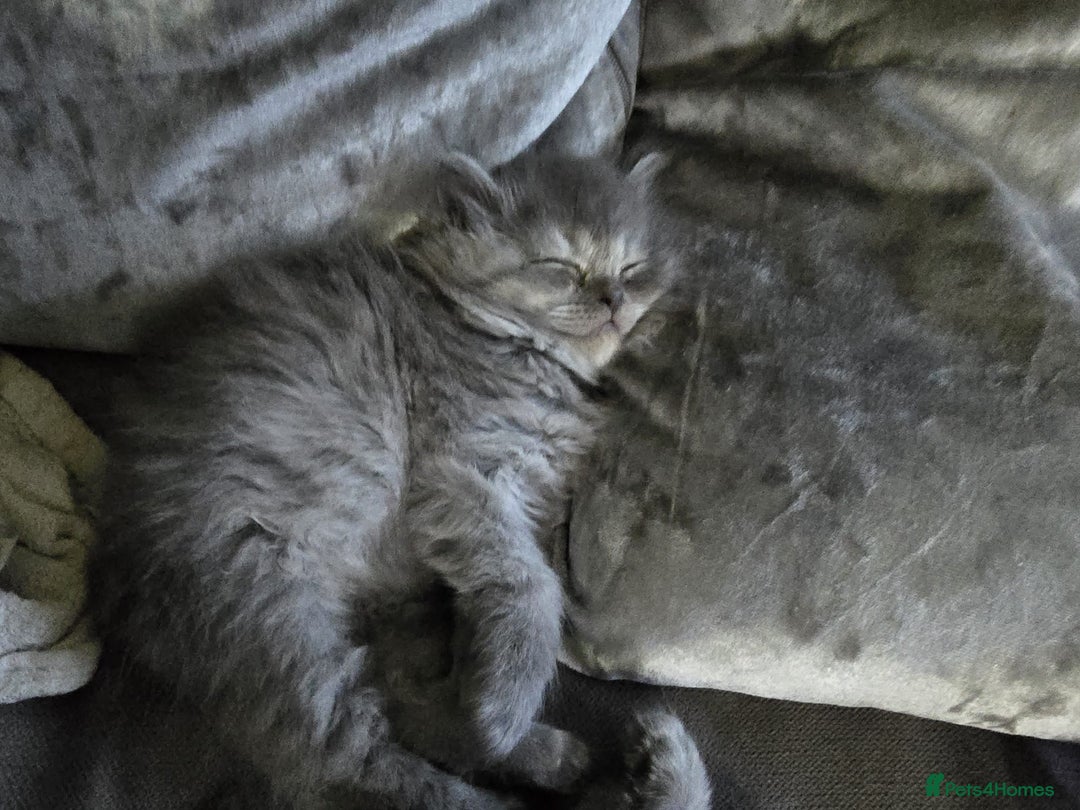 Persian cats for sale: 3 stunning Persian kittens ready now.  - Advert 9