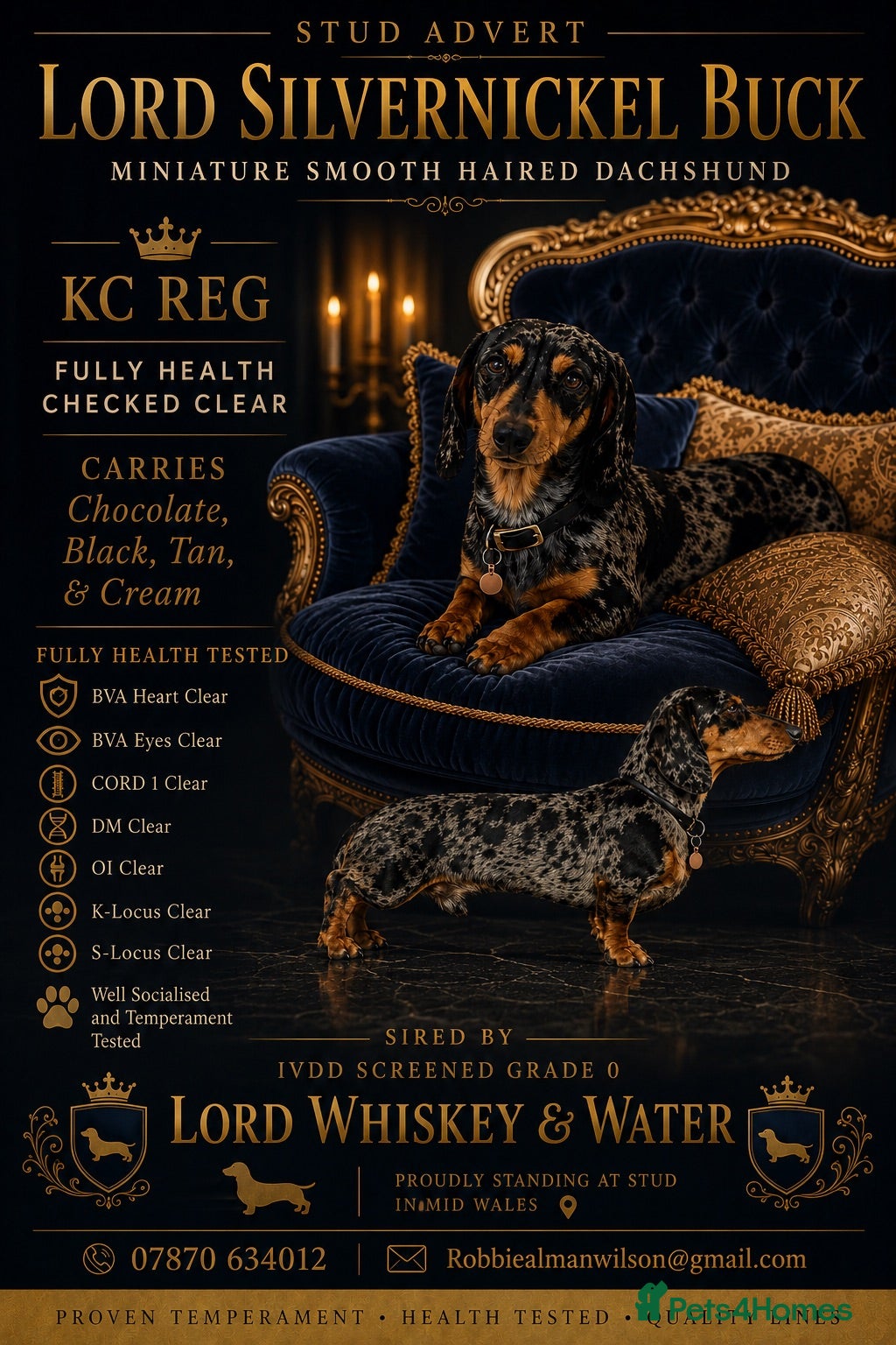 Miniature Dachshund dogs Fully health tested Stud - Lord Silvernickel Buck  - Advert 1