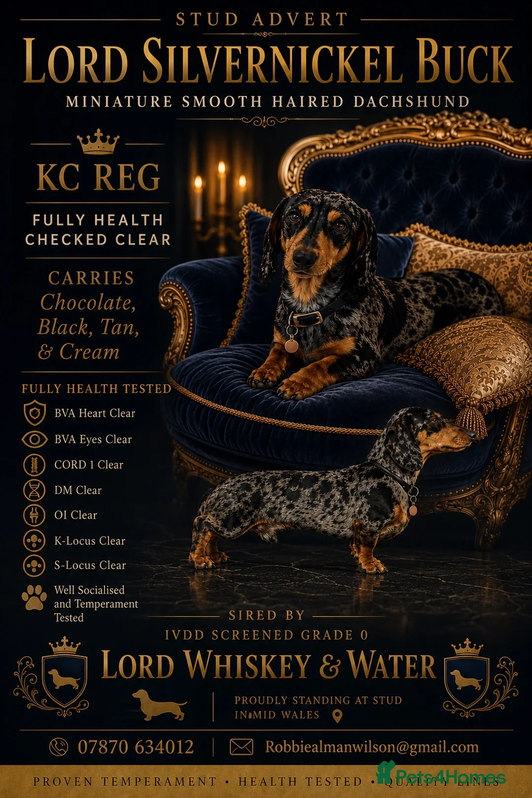 Miniature Dachshund dogs for stud: Fully health tested Stud - Lord Silvernickel Buck  - Advert 1