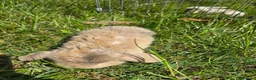 Mini Lop rabbits for sale: 4 Purebred Mini Lop kits for sale - Advert 11