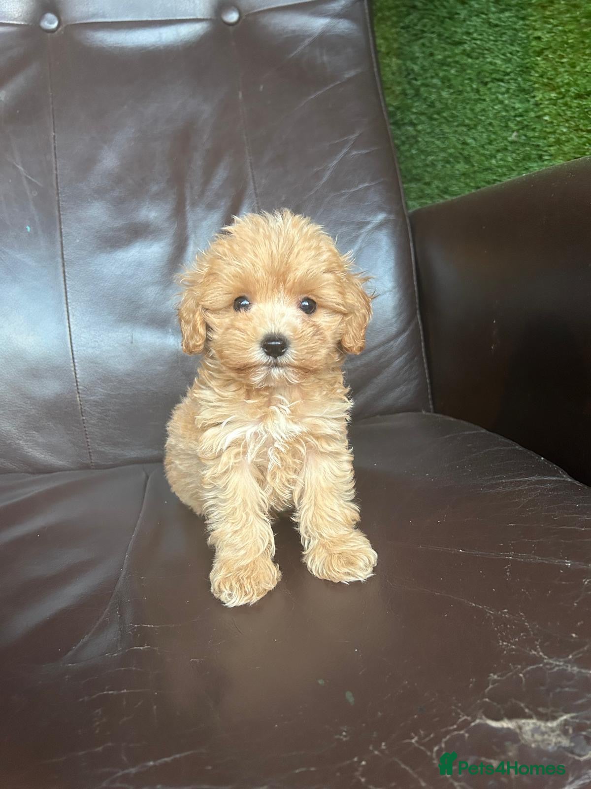 Maltipoo dogs Miniature Maltipoo Puppies - Advert 5
