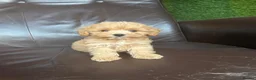 Maltipoo dogs for sale: Miniature Maltipoo Puppies - Advert 9