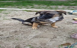 Mixed Breed dogs for adoption: 💖🐶 AMAYA 🐶💖 - Image 11