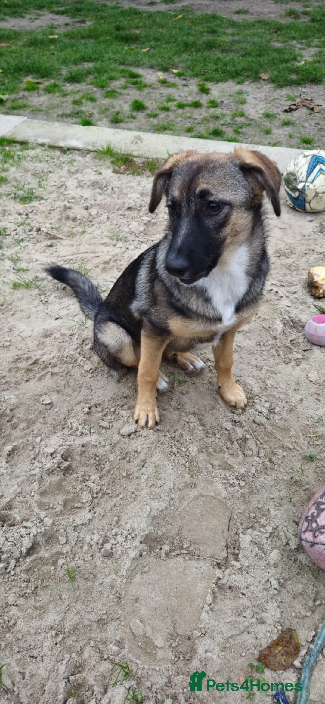 Mixed Breed dogs for adoption: 💖🐶 AMAYA 🐶💖 - Image 11