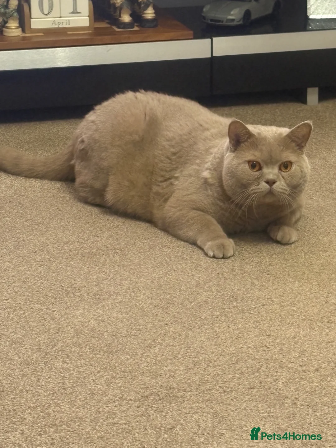 British Shorthair cats for sale: British shorthaired (Bruno) - Advert 2