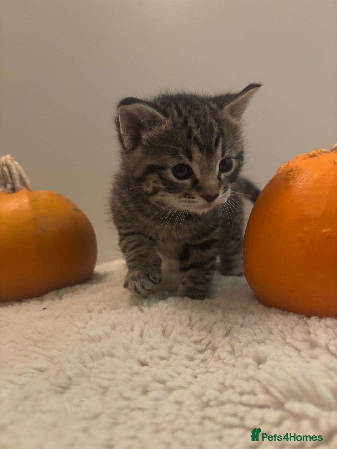 British Longhair cats for sale: Stunning kittens  - Advert 13