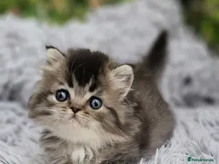 Ragdoll cats 💖 2 Beautiful Kittens 💖 - Advert 11