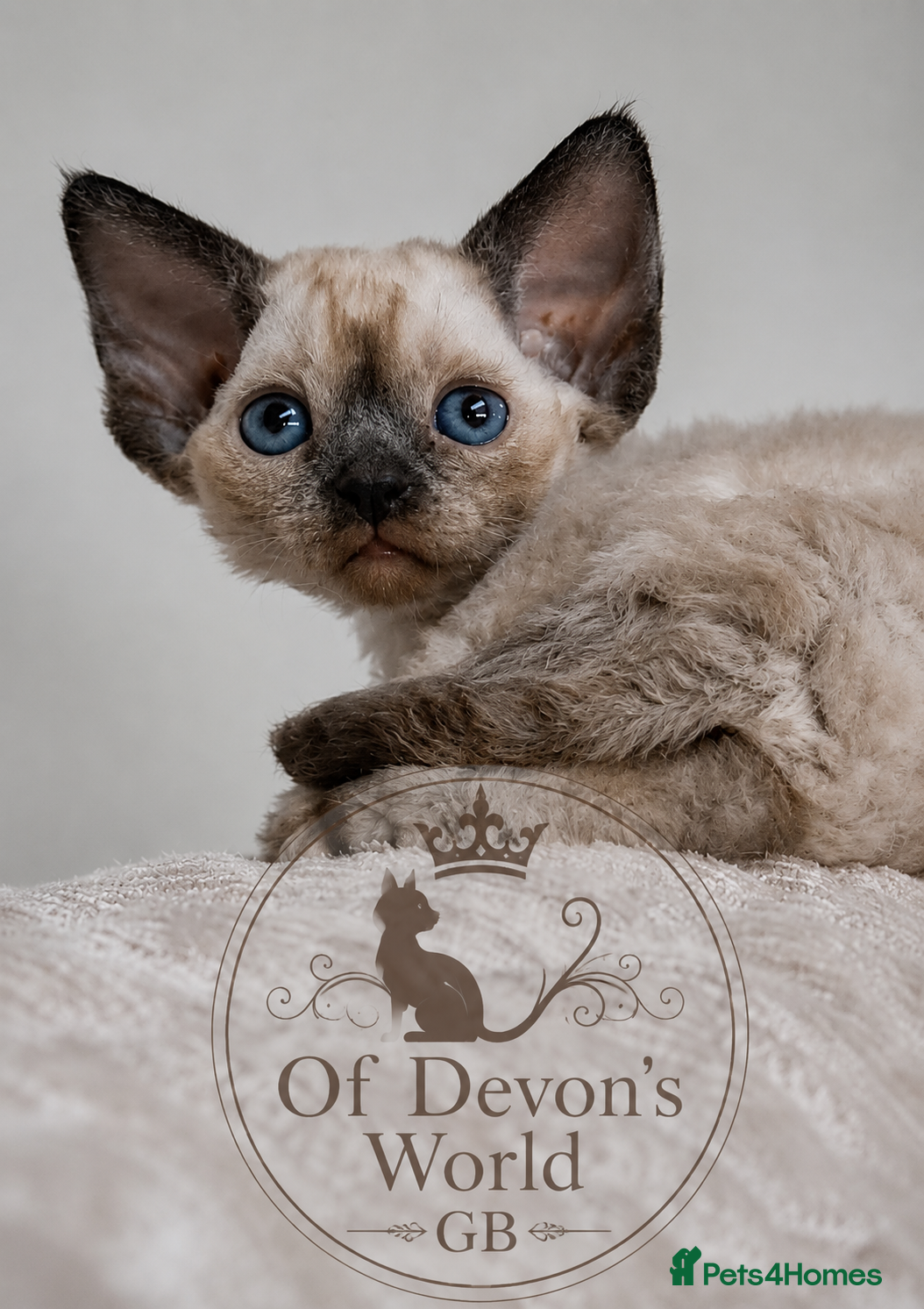 Devon Rex cats Devon Rex -the price includes sterilization - Advert 3